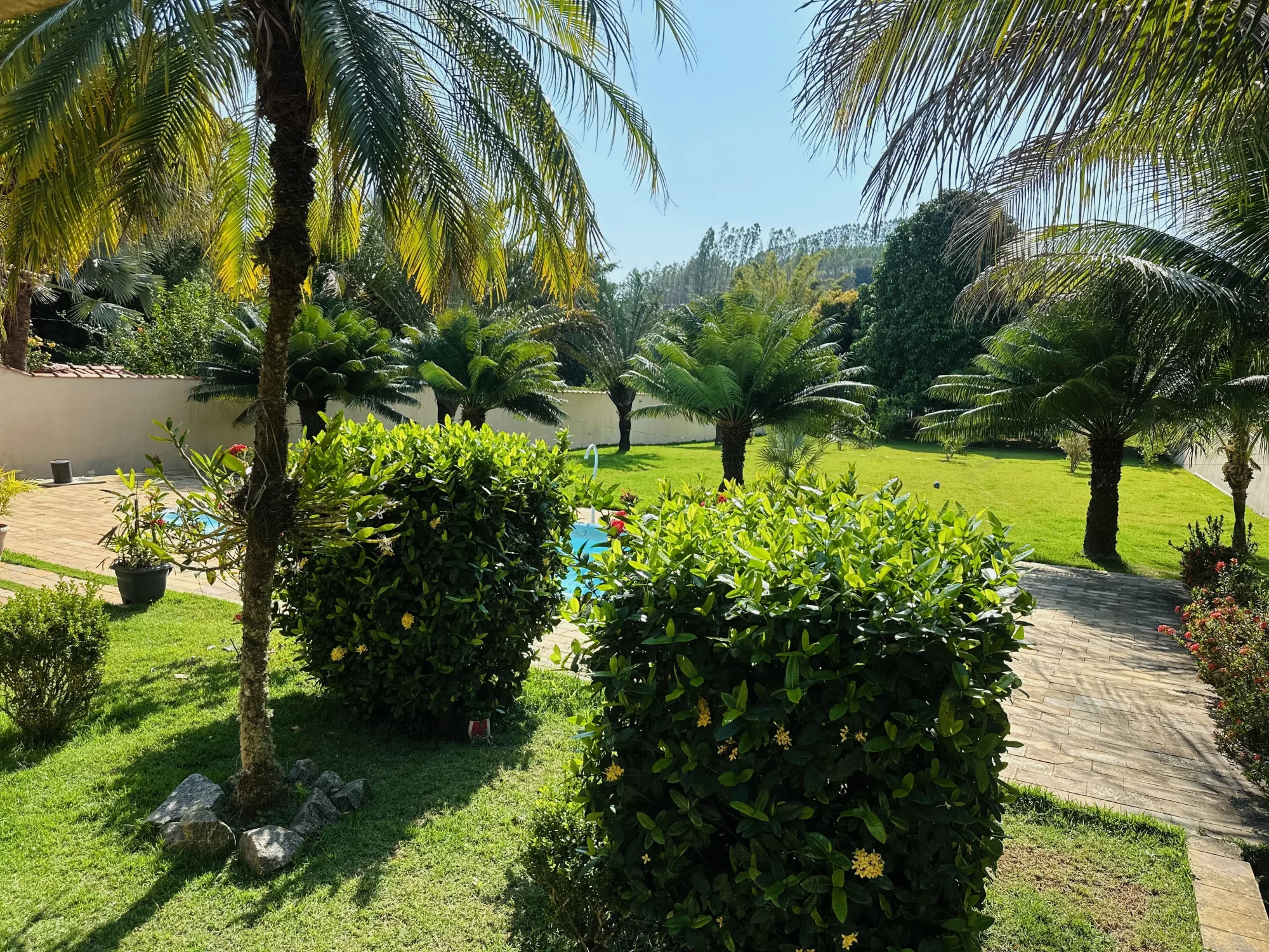 Jardim com palmeiras e piscina